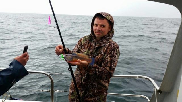 Cuckoo Wrasse