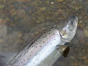 Grilse run improving on the Bandon Sea liced 3lb grilse being released