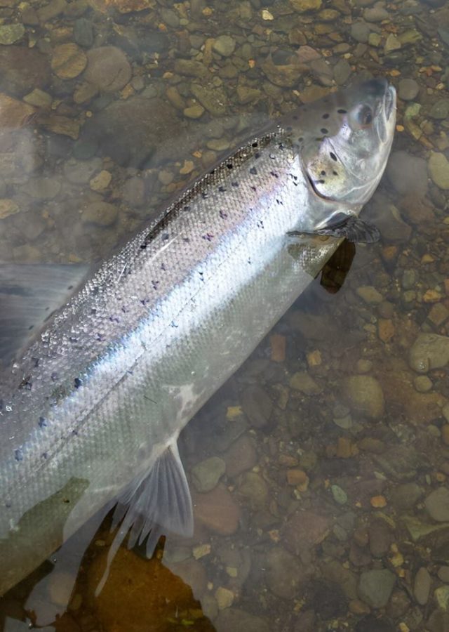 Sea liced 3lb grilse being released