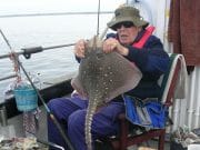 Fantastic fishing in Killala Bay, over 14 species – 4 ray A good Thornback Ray