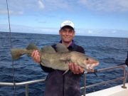 Very good cod and ballan keep the anglers busy around the Loop Lovely cod...