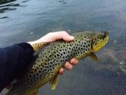 Eamonn Entices Boyne Trout to Nymphs and Dries Suir trout