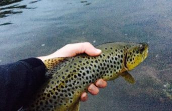 Suir trout