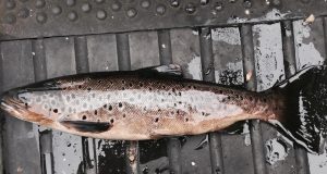 HF McCloy fish from Lough melvin on 27th July. Fishing well on the deeps