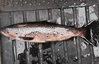 HF McCloy fish from Lough melvin on 27th July. Fishing well on the deeps