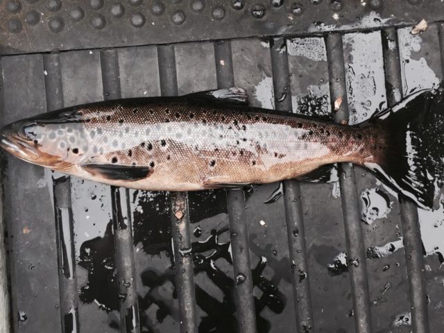 HF McCloy fish from Lough melvin on 27th July. Fishing well on the deeps