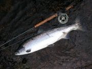 Salmon to 18lb on the Laune as a few fish start running salmon