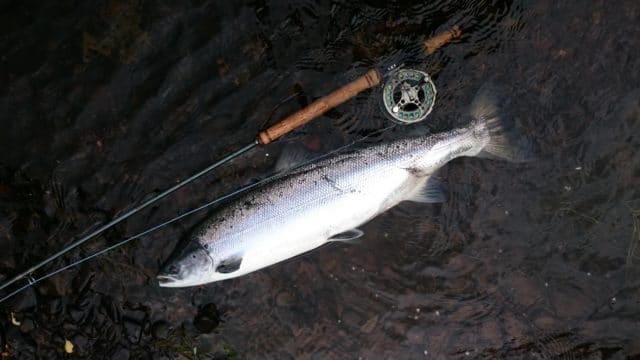 salmon
