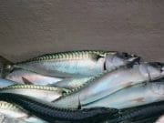 Mackerel draw the fish in Wicklow