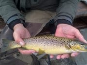 Fish actively feeding on the surface provide the sport for Lough Conn Anglers A lovely 1.25 lbs. Conn trout, unhooked and ready for return