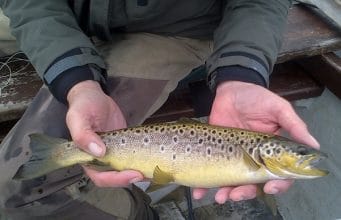 A lovely 1.25 lbs. Conn trout, unhooked and ready for return