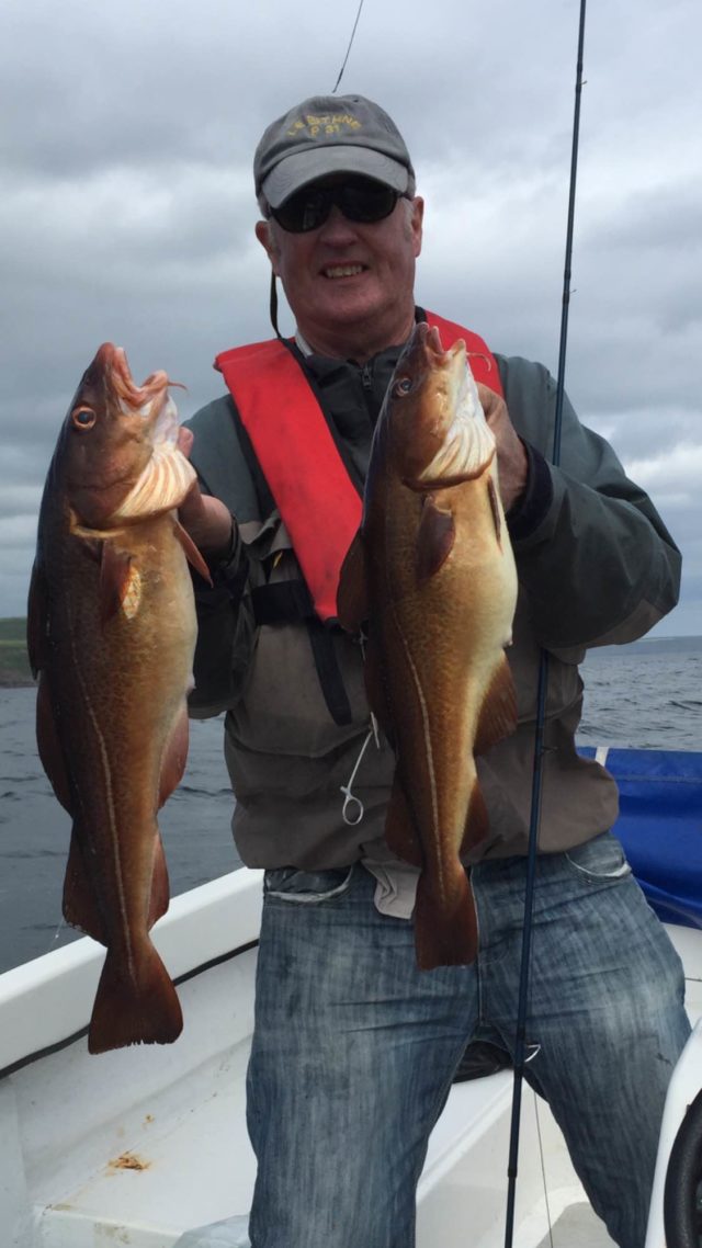 Two nice Kelpy Cod on the fly