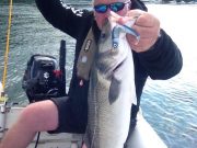 Bass after blues for small boat anglers in Cork Harbour Nice evening on the water!