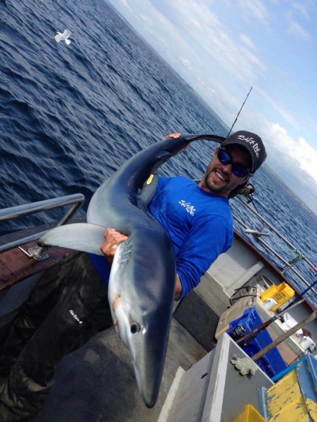 shark