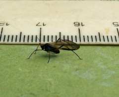 Lough Sheelin’s Buzzer