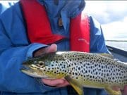 Twilight yielded the heaviest and highest numbers of trout on Sheelin From Guide Fishing Ireland a 2.75lb Sheelin Classic