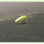 Lough Sheelin’s Apple Green Midge