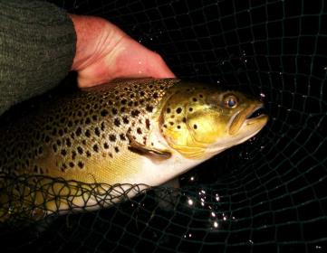 Another nighttime catch 