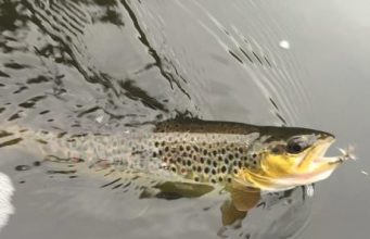 Sheelin , a place alive with fish and an abundance of fly life this week Trout to fly