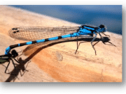 Irish Angling Update 30/07/15