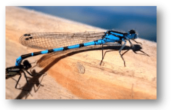 Irish Angling Update 30/07/15