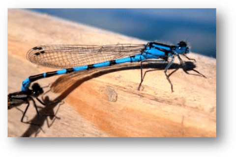 Lough Sheelin’s Damsel fly