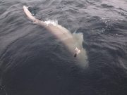 Angler catches two 900lb sixgill sharks off Clare coast Sixgill shark