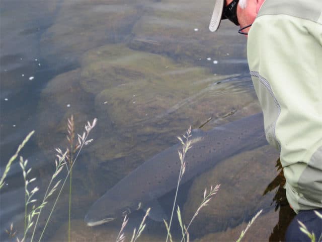 Catch and Release