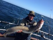 Big skate, good cod, conger, ling and more from West Cork charter boats A good ling on a lumpy, but bright day