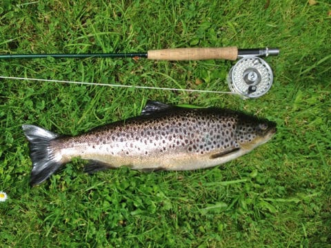 A fine well-fed Corrib trout taken by visiting father and son Jim and Zac Prendergast, USA, fishing with guide Frank Costello.