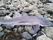 Alan finally bags his tope as sea fishing improves in Galway A cracking 51lbs tope caught from the shore in Galway Bay by local angler Alan Kelly
