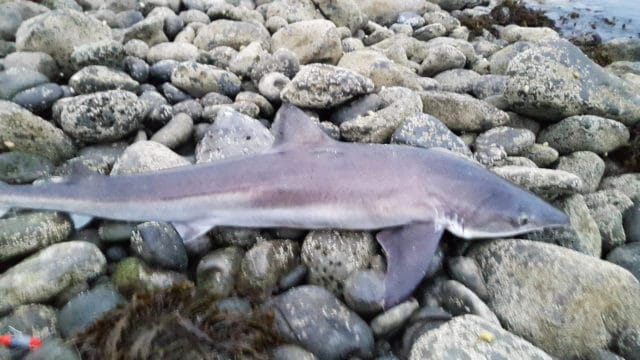 A cracking 51lbs tope caught from the shore in Galway Bay by local angler Alan Kelly
