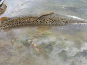 Irish Angling Update – 27/08/15 Catch and release
