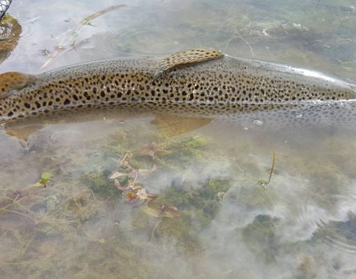 Irish Angling Update – 27/08/15 Catch and release