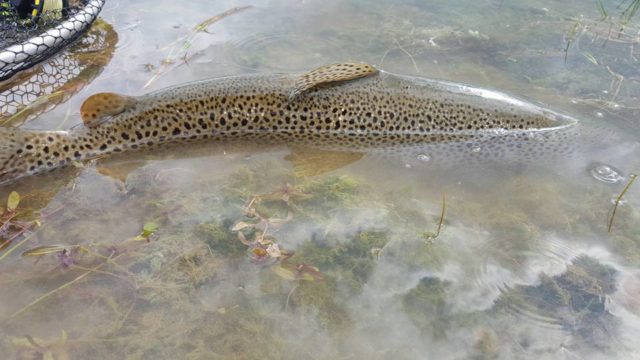 Catch and release