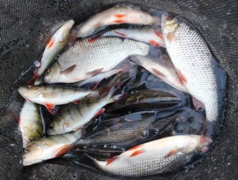 A Sample of the Fish Caught During Yesterdays Session on Lough Ramor