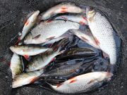 Good Fishing for Quality Hybrids and Roach on Lough Ramor