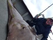 Venerdì Dick, che un paio di giorni prima aveva perso una razza, ne catturava, dopo una dura battaglia, una di 75 Kg