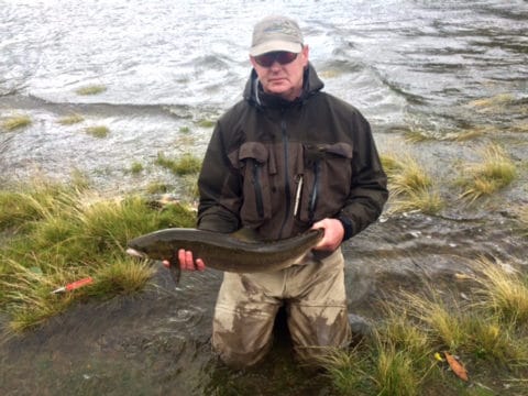 salmon