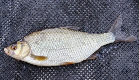 Pristine Fish and Lots of Them Taken on Lough Ramor Yesterday