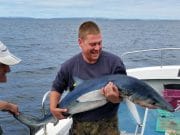 Blue sharks provide good sport aboard the Brazen Hussy A nice blue shark caught aboard the Brazen Hussy in Galway Bay