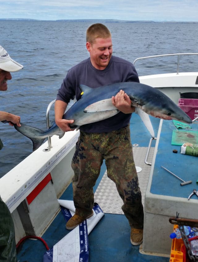 A nice blue shark caught aboard the Brazen Hussy in Galway Bay