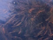 Big Numbers of Small Fish Caught on Camera on Lough Ramor