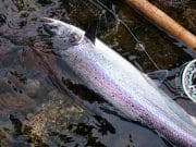 About a dozen salmon caught from Laune last week salmon