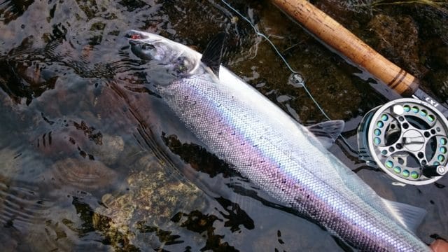 salmon