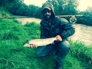 Salmon running the Laune on every tide 5 lb grilse