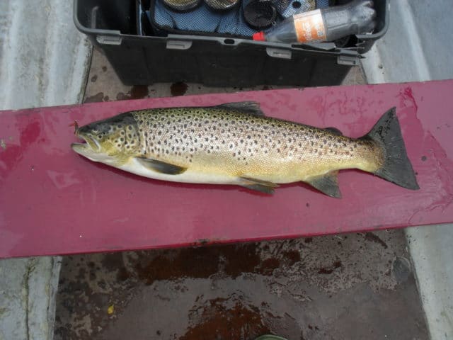 trout