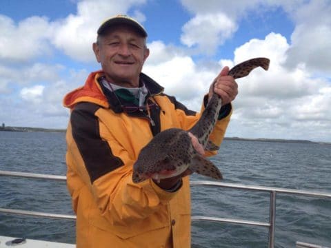 A nice bull Huss from Monday's fishing