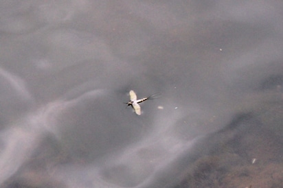 "I'm Late" A Spent Mayfly Drifting Along the Shoreline Yesterday Evening
