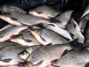 More Quality Fishing on Lough Ramor, Co Cavan